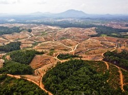 Церква у Замбії вирішила провести кампанію по відновленню лісів