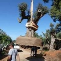Ізраїльський прем'єр подарував Папі Римському 200-літнеє оливкове дерево Ізраїльський прем'єр подарував Папі Римському 200-літнеє оливкове дерево