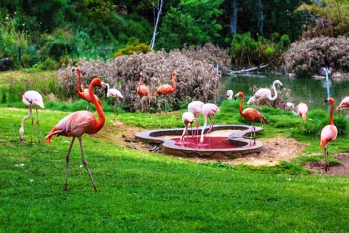 Єрусалимський Біблійний зоопарк Єрусалимський Біблійний зоопарк