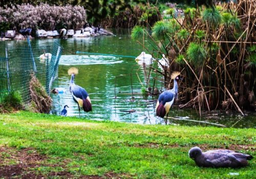 Єрусалимський Біблійний зоопарк Єрусалимський Біблійний зоопарк