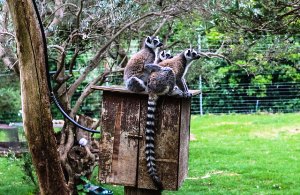 Єрусалимський Біблійний зоопарк Єрусалимський Біблійний зоопарк