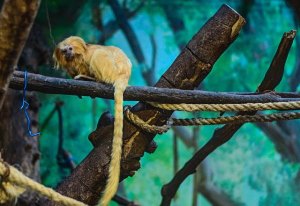 Єрусалимський Біблійний зоопарк Єрусалимський Біблійний зоопарк