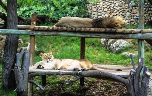 Єрусалимський Біблійний зоопарк Єрусалимський Біблійний зоопарк