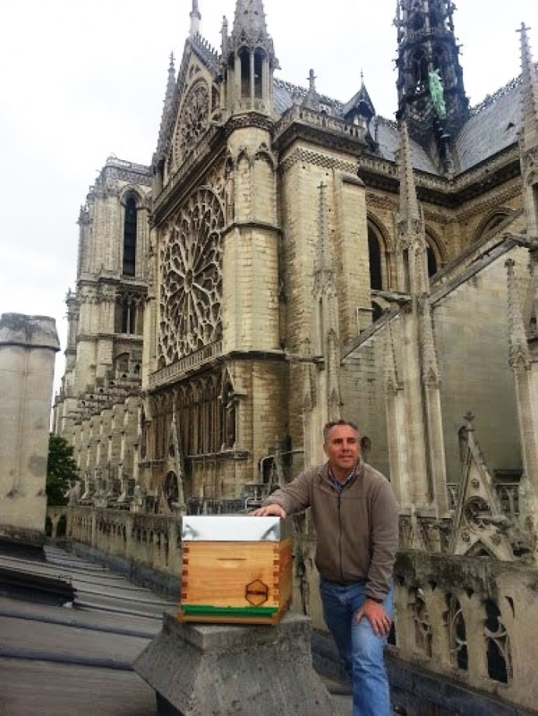 Бджоли собору Паризької Богоматері