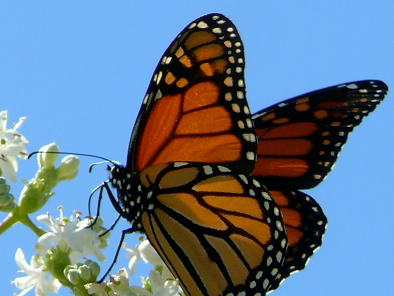 Притча про дивних метеликів