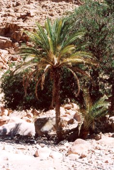 Лише один гріх