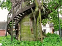 У Франції знахУ Франції знаходиться дивовижна дуб-каплиця.(ФОТО)одиться дивовижна дуб-каплиця.(ФОТО) У Франції знахУ Франції знаходиться дивовижна дуб-каплиця.(ФОТО)одиться дивовижна дуб-каплиця.(ФОТО)