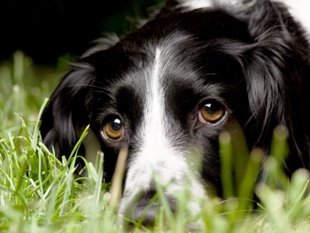 Відданий собака