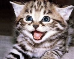 Притча: Кошеня