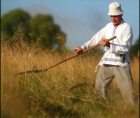 Косить пшеницю