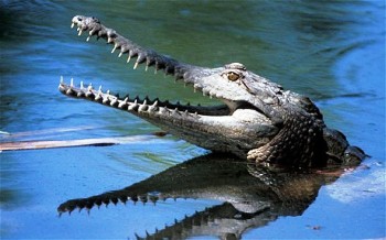 Шрами  любови