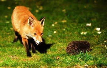 Лисиця і їжак