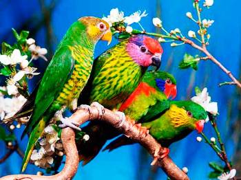 Притча: Безліч клопотів 