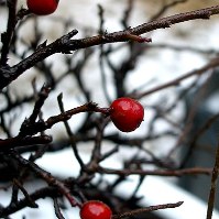 Погані плоди