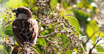 Діти і гарний птах
