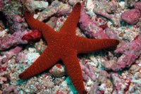 Морська зірка