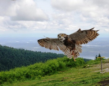 Перспектива