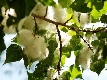 Притча про неподілену любов