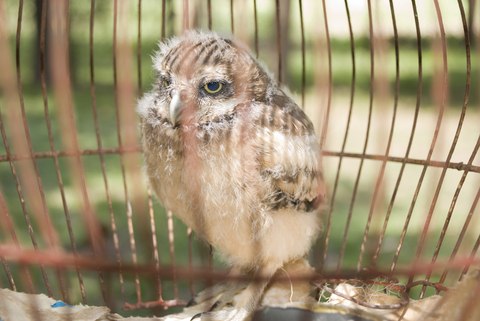 сова в клітці